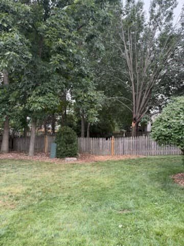 Tree removal, after