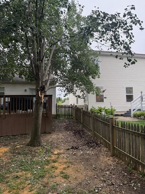 Tree removal, clean yard