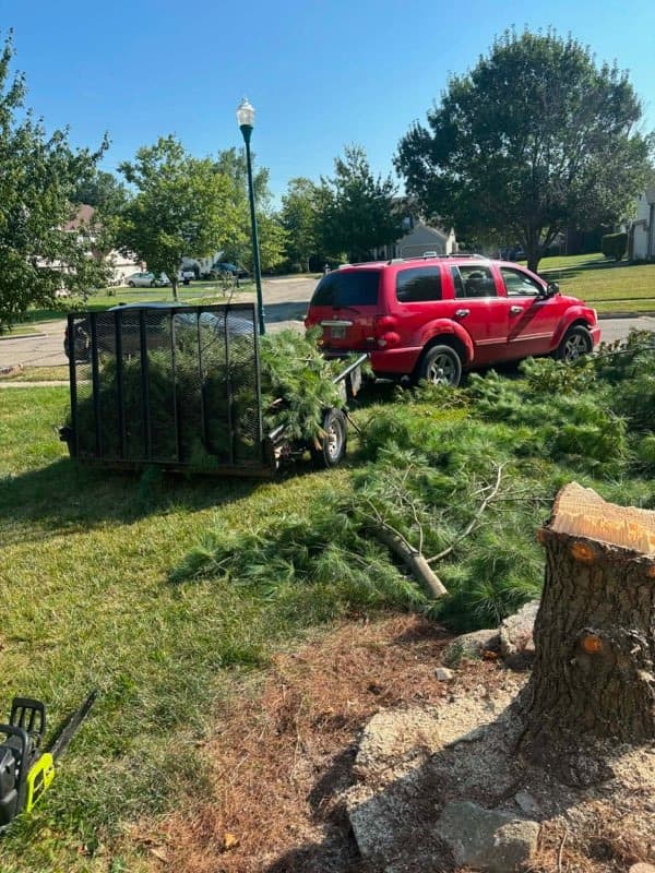 Tree removal, completed