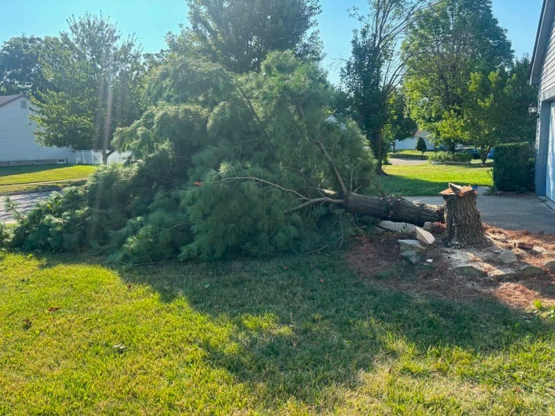 Tree removal, debris cleared